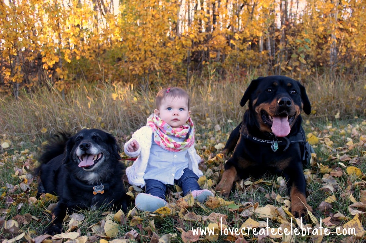 Baby girl sitting on the ground between a rottweiler and a collie