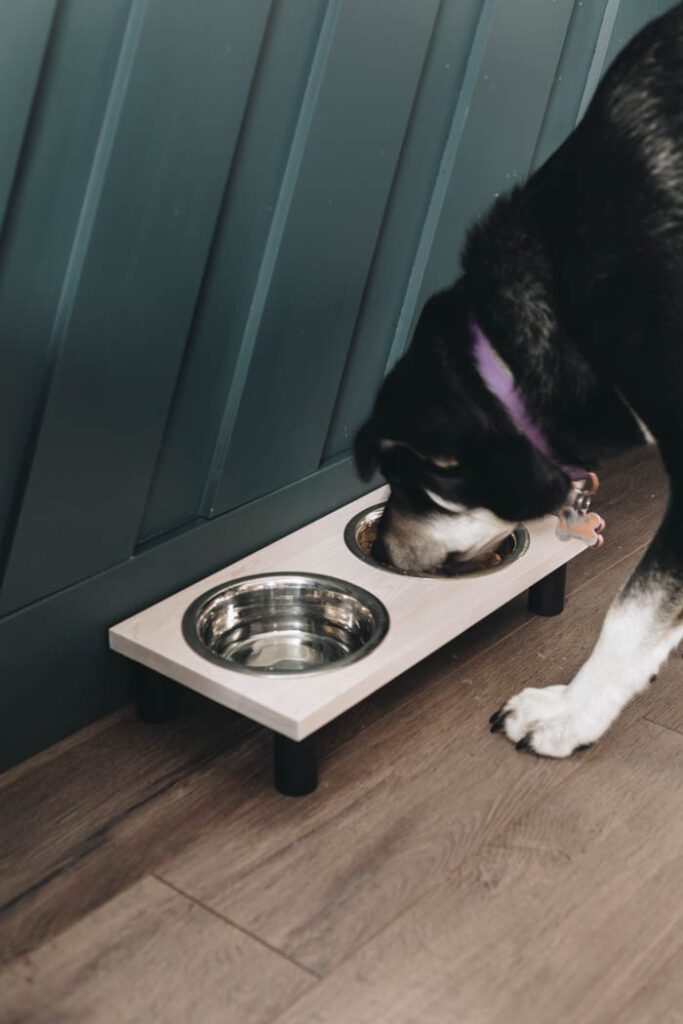 dog eating from DIY dog bowl stand