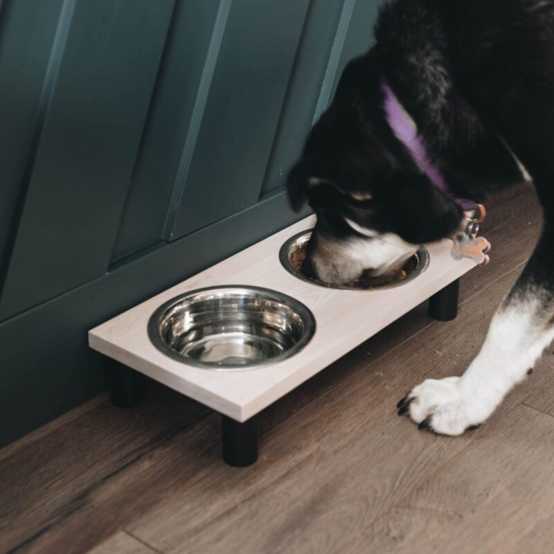 dog drinking water out of stainless steel dog bowl